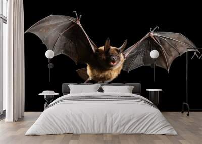 Flying bat with long ear and open wings isolated on black background Wall mural