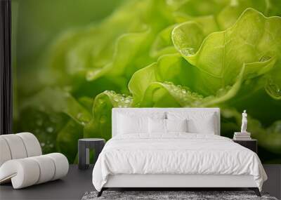 Fresh green lettuce leaves with water droplets close-up. Wall mural