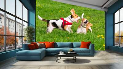 Group of beautiful funny beagle dogs playing outdoors at spring or summer park. Wall mural