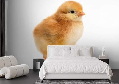 little chicken Wall mural