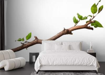 One cut Tree branch with green leaves, realistic twisted isolated on white background Wall mural