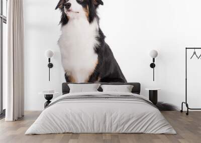 Portrait of cute young Australian Shepherd dog sitting on floor, isolated on white background. Beautiful adult Aussie, frontal and looking upward. Wall mural