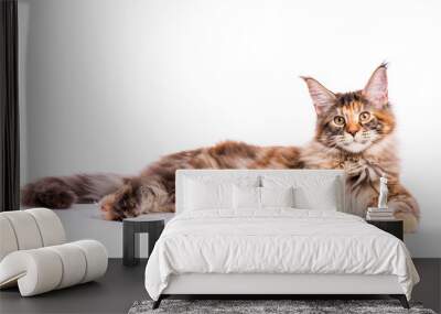 Portrait of domestic tortoiseshell Maine Coon kitten. Fluffy kitty isolated on white background. Adorable curious young cat lying down and looking at camera. Wall mural