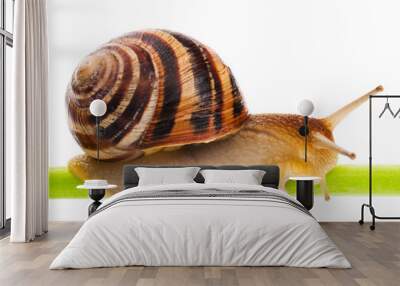 Snail Wall mural