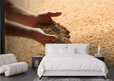 Hands with grain corn. Male farmers hands holding malt or cereal grains. Wall mural