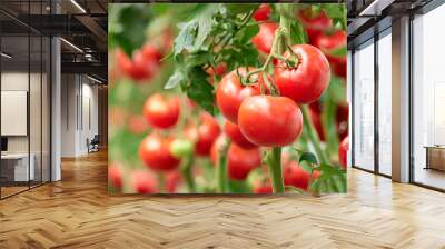 Three ripe tomatoes on green branch. Home grown tomato vegetables growing on vine in greenhouse. Autumn vegetable harvest on organic farm. Wall mural