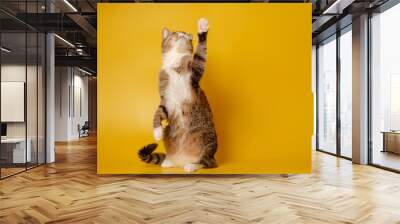 cat is sitting on hind legs and pawing up on yellow background Wall mural