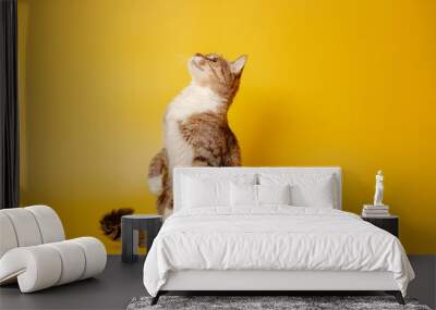 cat is sitting on hind legs on yellow background Wall mural