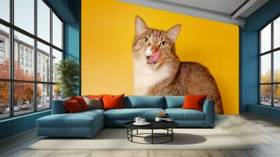 cat licks nose on yellow background Wall mural