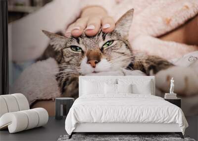 hand stroking cat, funny happy muzzle of cat, cat smiles Wall mural