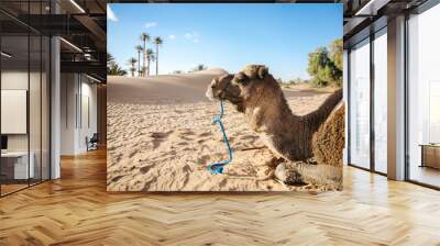 camel tour in the sahara desert Wall mural