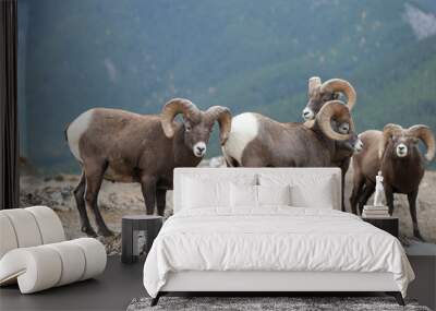 Big Horn Sheep in Jasper National Park, Alberta Canada Wall mural