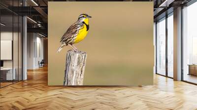 eastern meadowlark (Sturnella magna) Wall mural