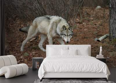 North American Gray Wolf Wall mural