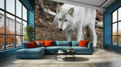 North American Grey Wolf Wall mural