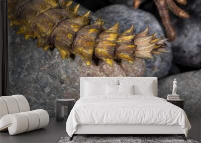 Yellow Saharan Yellow Uromastyx Lizard  Wall mural