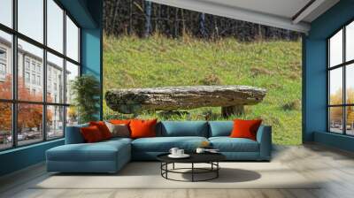 Old wooden bench on a field with a forest in background Wall mural