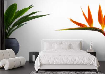 Tropical plant in modern pot or vase isolated on transparent background Wall mural