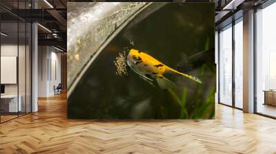 angelfish lays eggs Wall mural