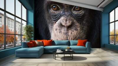 Common Chimpanzee (Pan troglodytes) Wall mural