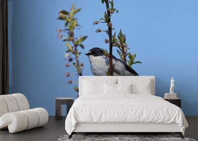 European pied flycatcher (Ficedula hypoleuca) Wall mural