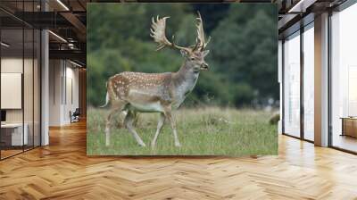 Fallow deer (Dama dama) Wall mural