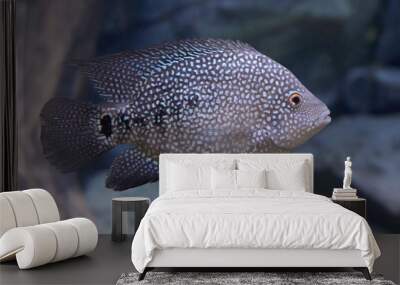 texas cichlid (herichthys cyanoguttatus) Wall mural