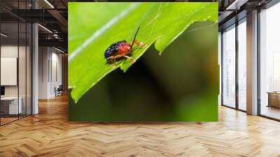 Beautiful unknown small red and black beetle during a ecotourism jungle hike in Gunung Leuser National Park, Bukit Lawang, Sumatra, Indonesia Wall mural