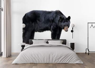 The American black bear (Ursus americanus), a medium sized bear native to North America, isolated on a white background Wall mural