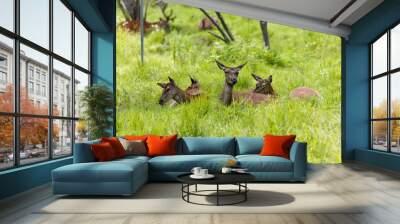 A small herd of female red elk lying in the meadow Wall mural