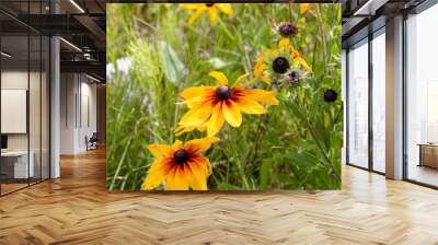 Black-eyed Susan ( Rudbeckia hirta)  is a North American flowering plants Wall mural