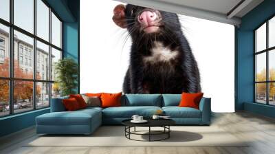 Close-up of a Tasmanian Devil Sitting on a White Background Wall mural