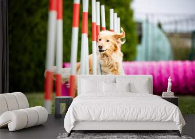 dog agility golden hovawart Wall mural