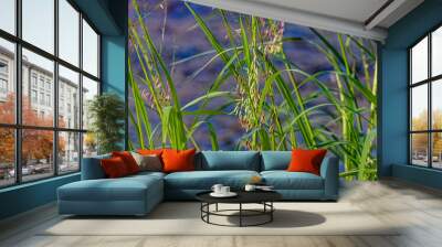 Northern wild rice (Zizania palustris) from Wisconsin. Annual plant native to the Great Lakes region of North America. Wall mural