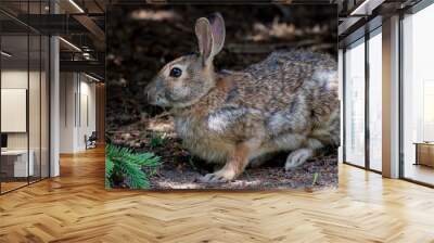 The eastern cottontail (Sylvilagus floridanus) in park Wall mural