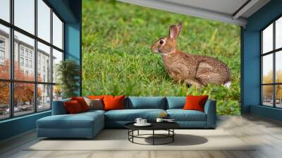 Wild rabbit on a morning pasture Wall mural