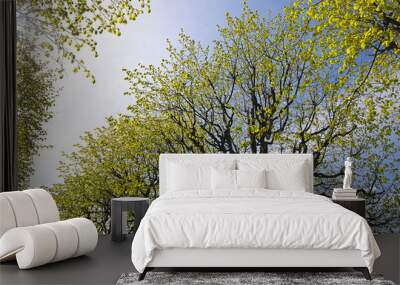 abstract background with branches of lime trees with blooming fo Wall mural