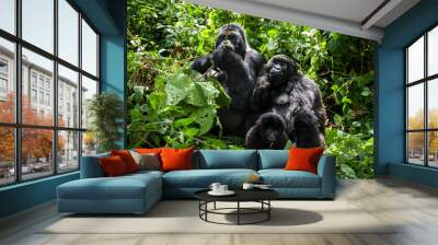 A family of endangered mountain gorillas in the lush rainforest greenery Wall mural