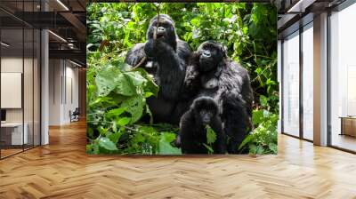 A family of endangered mountain gorillas in the rainforest of Virunga park Wall mural