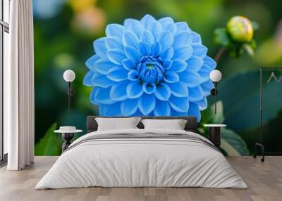 Beautiful blue dahlia flower blooming in summer garden Wall mural