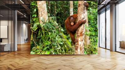 BORNEO, MALAYSIA - SEPTEMBER 6, 2014: Young orangutan climbing down the tree Wall mural