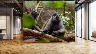 Crested black macaque sitting in the foliage with its eyes closed, Tangkoko National Park, Indonesia Wall mural