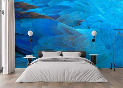 Parrot feathers blue exotic texture Wall mural