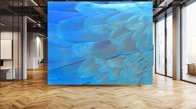 Parrot feathers yellow and blue exotic texture Wall mural