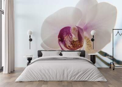 Homemade orchids near the window. Background. Calendar or poster. Wall mural