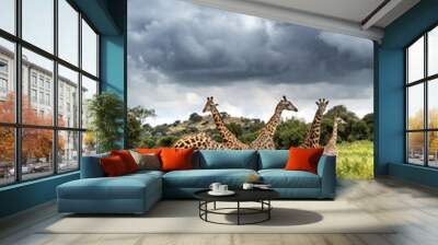 Wild Giraffe Wall mural