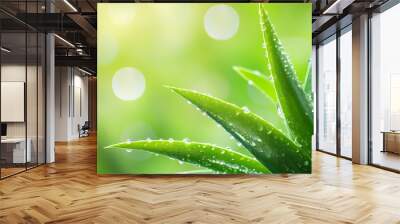 Plant leaves covered with morning dew Wall mural