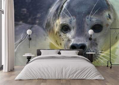 young seal face Wall mural