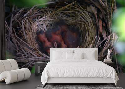 baby cardinals in the nest Wall mural