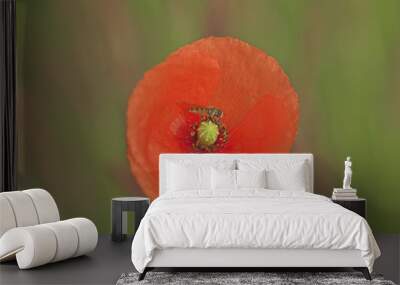 Poppy (papaver rhoeas) flower with hoverfly (episyrphus balteatus) sitting in it Wall mural